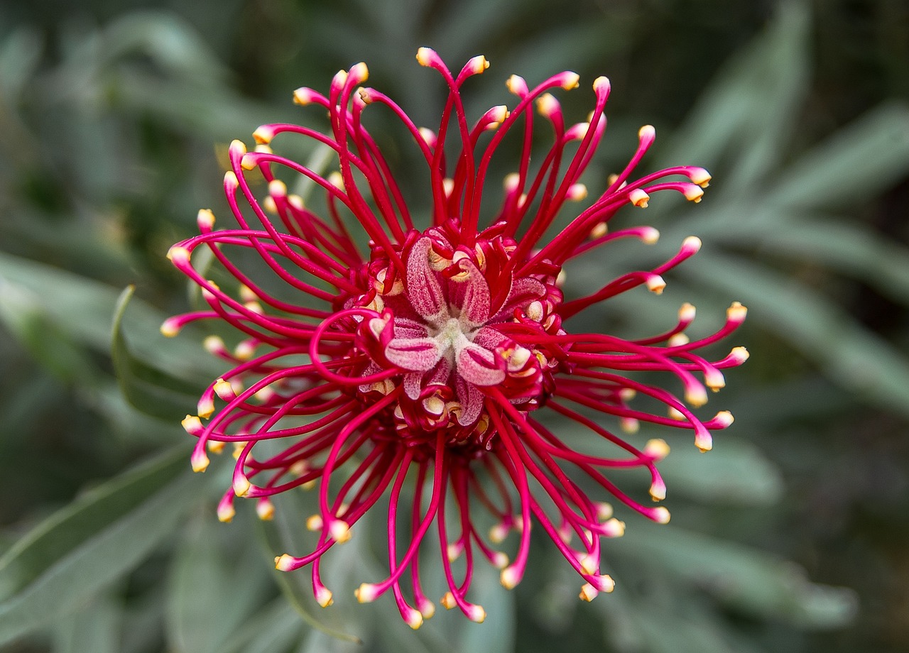Biodiverse tuin met kleurrijke inheemse planten. Biodiverse tuin met kleurrijke inheemse planten.