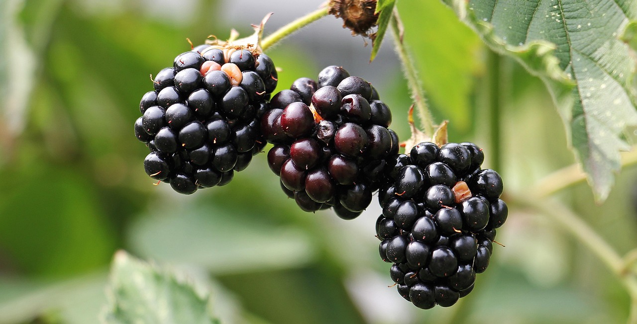 Groentenbedden in een zelfvoorzienende tuin. Groentenbedden in een zelfvoorzienende tuin.