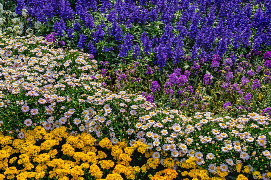 Levendige bloemen kleuren de zintuiglijke tuinomgeving. Levendige bloemen kleuren de zintuiglijke tuinomgeving.
