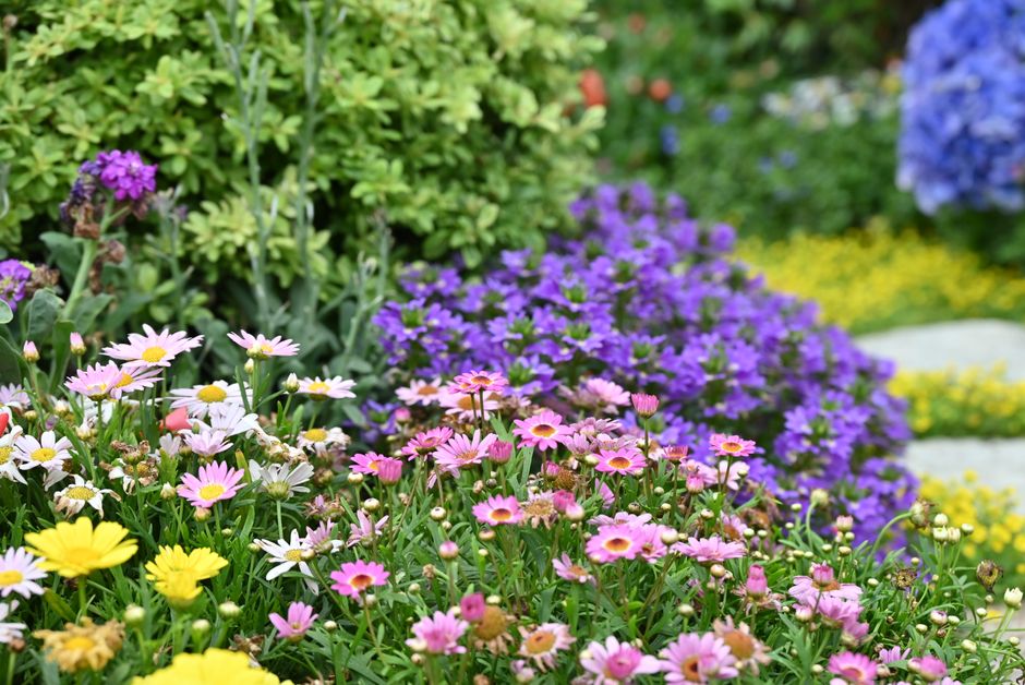 Geurige lavendel omringt kleurrijke bloembedden in tuin. Geurige lavendel omringt kleurrijke bloembedden in tuin.