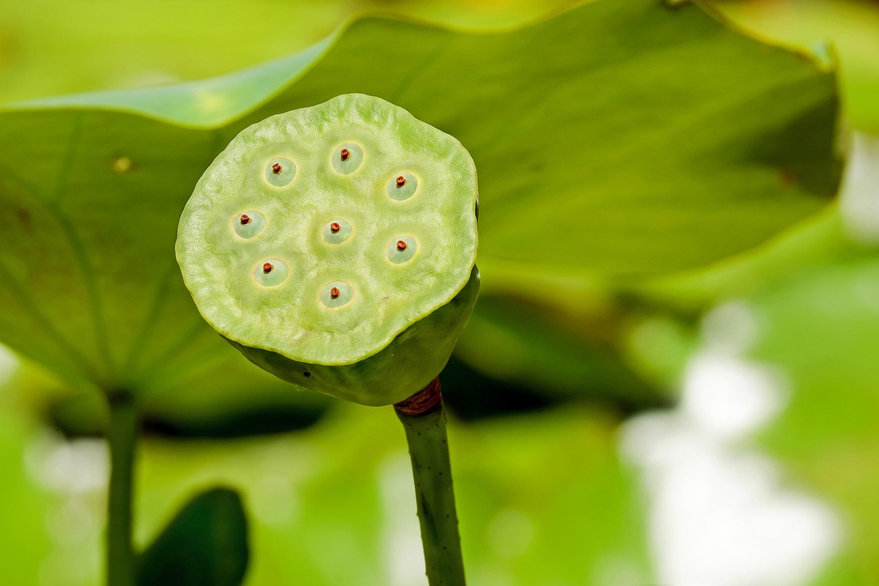 Verscheidenheid aan bloempotten in verticale muur. Verscheidenheid aan bloempotten in verticale muur.