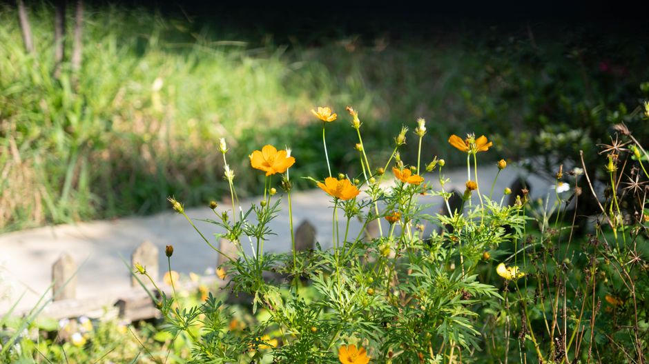 Zelfgemaakte composthoop naast groene groentetuin.