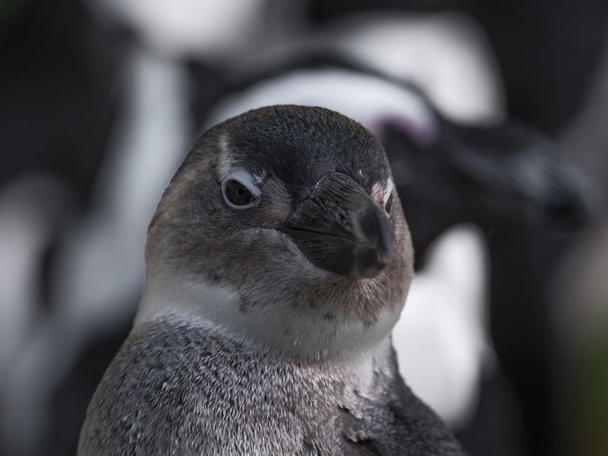 Sneeuwdecor met pinguïnbeeldjes op schouw. Sneeuwdecor met pinguïnbeeldjes op schouw.
