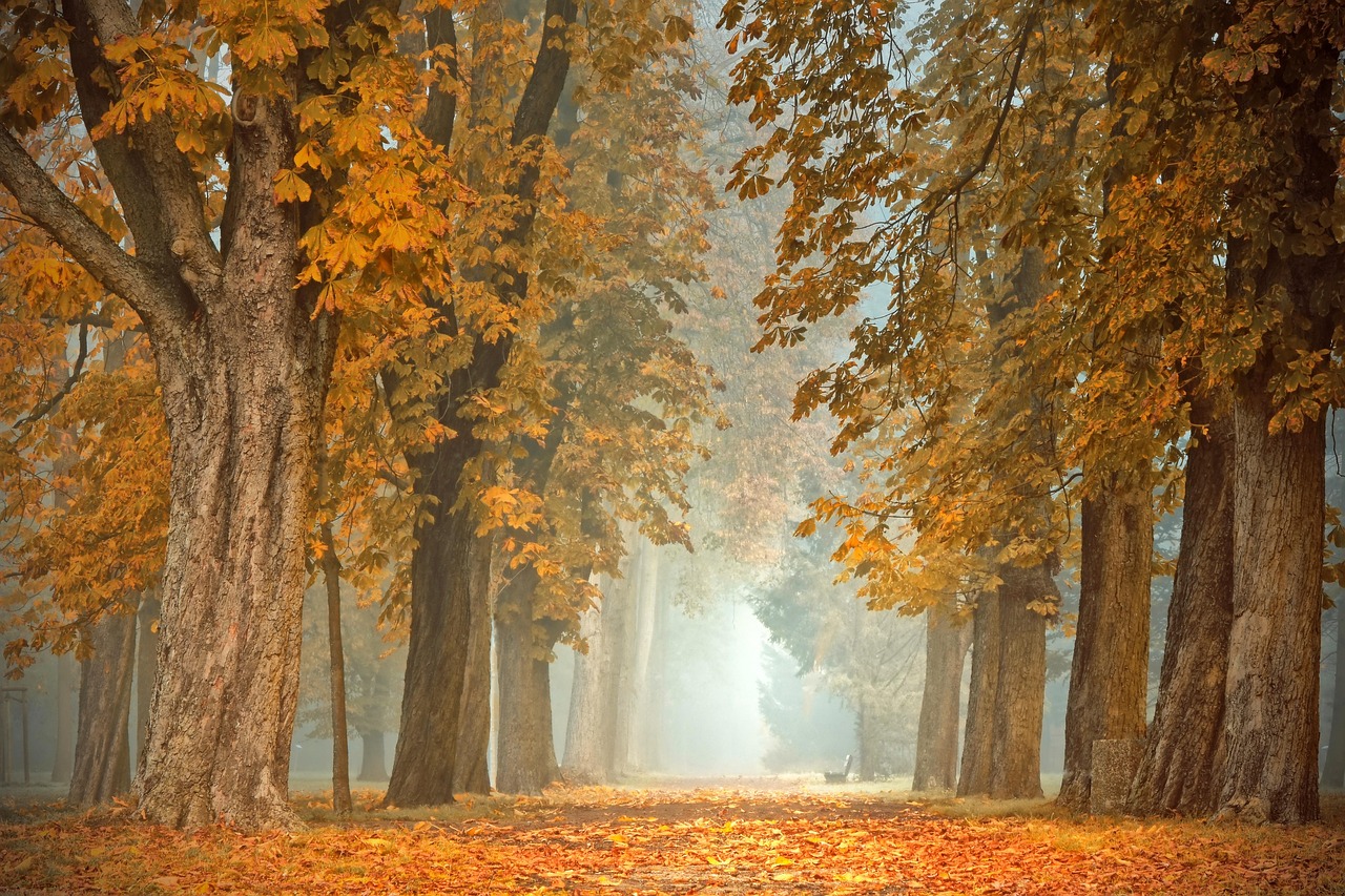Siergrassen en herfstbessen voor levendige tuin. Siergrassen en herfstbessen voor levendige tuin.